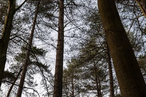 Tree tops with spring sky Stock Photos