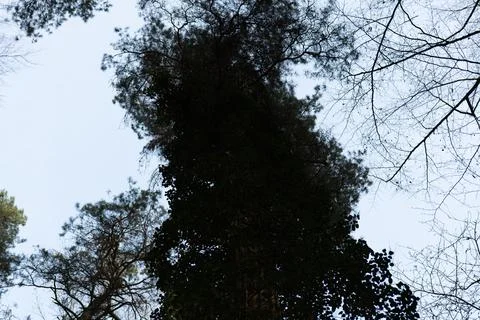 Tree tops with spring sky Stock Photos