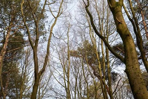 Tree tops with spring sky Stock Photos