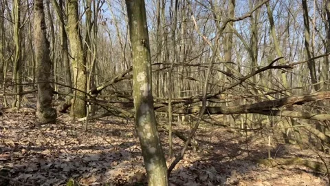 Tree tops, spring sunny forest. The road among the trees. Leafless grove Stock Footage 267577529