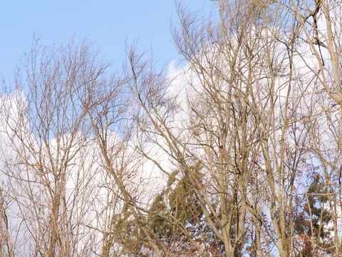 Tree Tops in Strong Wind against Sky, 4K Stock Footage 84984201