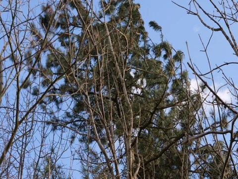 Tree Tops in Strong Wind against Blue Sky, 4K Stock Footage 84984749