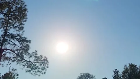 Tree Tops In The Sun Stock Footage 224700043