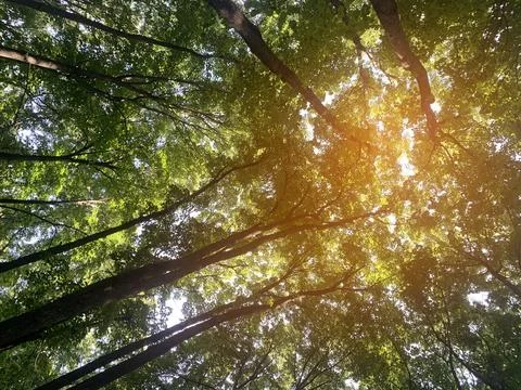 Tree tops in sunshine Stock Photos