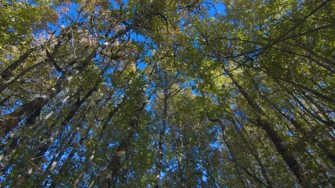Tree Tops Swaying in the Breeze on a Clear Day Stock Footage 95942802