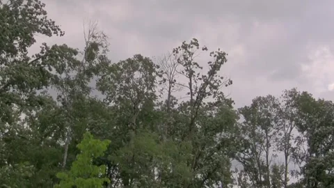 Tree tops swaying in the strong wind. Stock Footage 273517693