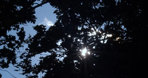 Tree tops swaying in the wind with a summer's sky backdrop Stock Footage 113144309
