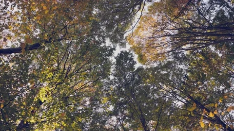 Tree tops taken from below Stock Footage 238594186