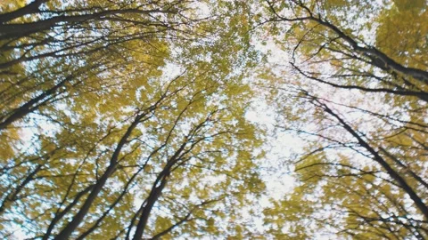 Tree tops taken from below Stock Footage 239149437