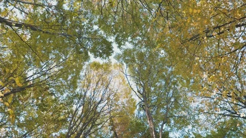 Tree tops taken from below Stock Footage 239421640