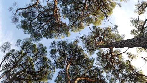 Tree tops under blue sky - upward spinning view on the high branches of Stock Footage 232341642