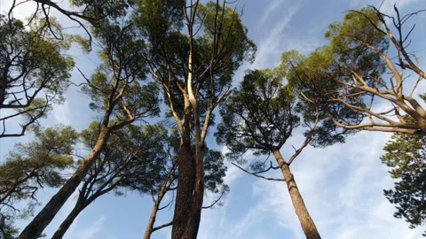 Tree tops under blue sky - upward spinning view on the high branches of Stock Footage 232343385