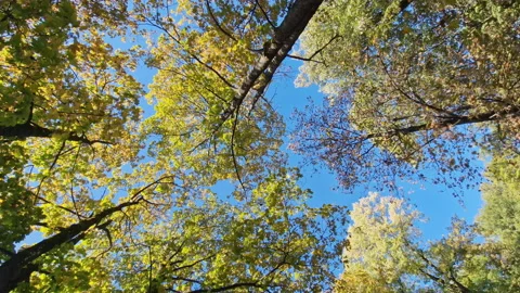 Tree tops under blue sky - upward spinning view on the foliage of a deciduous Stock Footage 232719655