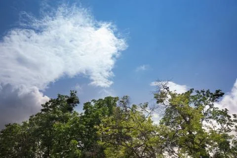 Tree tops under cloud blue sky. Forest or garden aerial view at the tree crow Photos