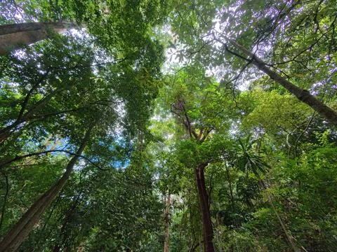 Tree tops viewed from below. Green Forest. T Stock Photos