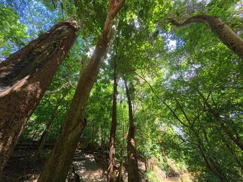 Tree tops viewed from below. Tree with green leaves and sunlight. Stock Photos