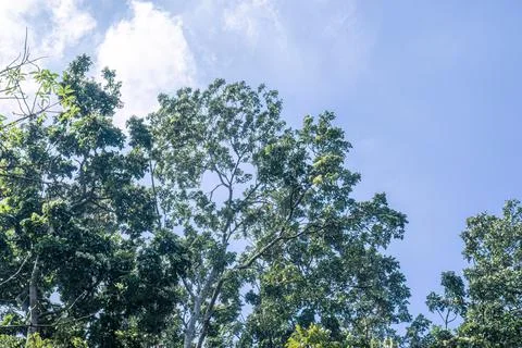 Tree Tops with White Cloud in a Clear Bright Sky Stock Photos
