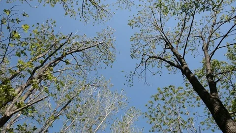 Tree-tops in the wind Stock Footage 102756069