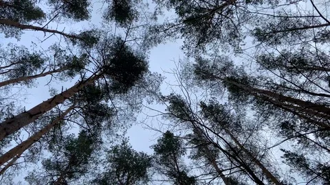 Tree tops in the wind Stock Footage 125237827