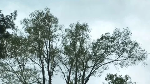 Tree Tops in Wind Stock Footage 129502468