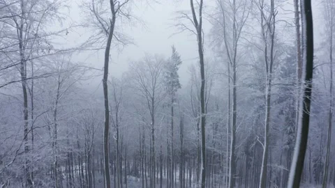 Tree tops in winter fog Video stock 152396051