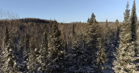 TREE TOPS IN THE WINTER 스톡 동영상 85717447