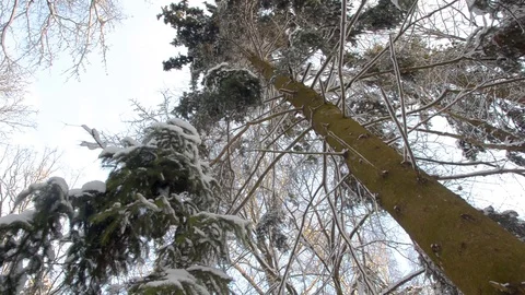 Tree tops in winter. panorama of trees against the blue sky Vídeo Stock 101099889