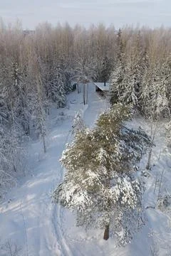 Tree tops in winter. Stock Photos