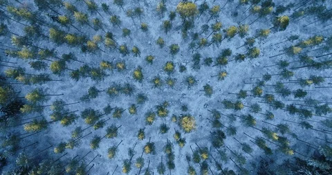 Tree Tops. Winter Pine Forest. Stock Footage 120870590