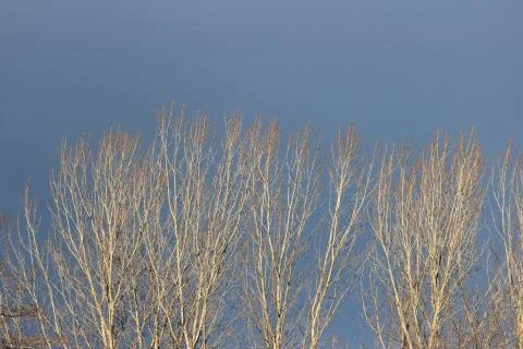 Tree tops at winter time Stock Photos