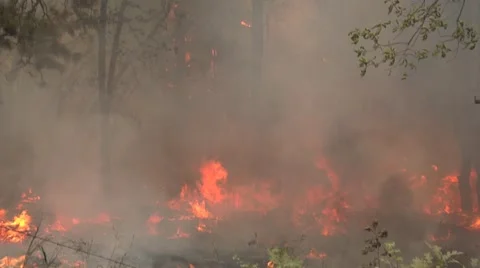 Tree torching with heavy smoke and flames Stock Footage 40952941