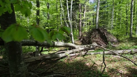Tree torn up by their roots, razed to the ground, by a severe wind storm Video stock 154214263
