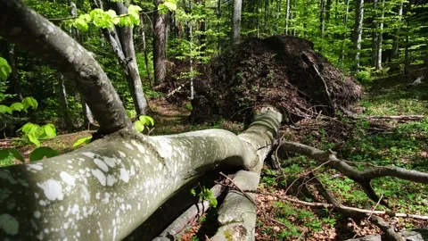 Tree torn up by their roots, razed to the ground, by a severe wind storm 스톡 동영상 154214265