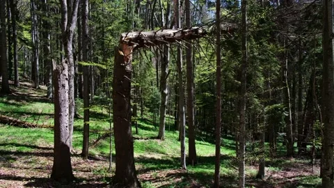Tree torn up by their roots, razed to the ground, by a severe wind storm Video stock 154214269