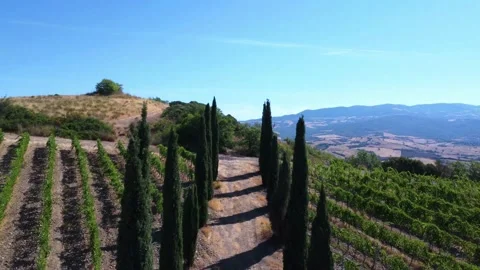 Tree toscana Stock Footage 223394884