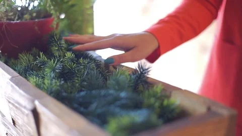 The tree is touched with hands Stock Footage 79577239