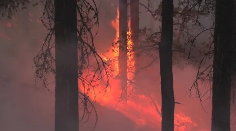 Tree touching from ground fire with lots of smoke and wind Stock Footage 40952250
