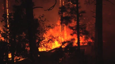 Tree touching from ground fire with lots of smoke and wind Stock Footage 40952707