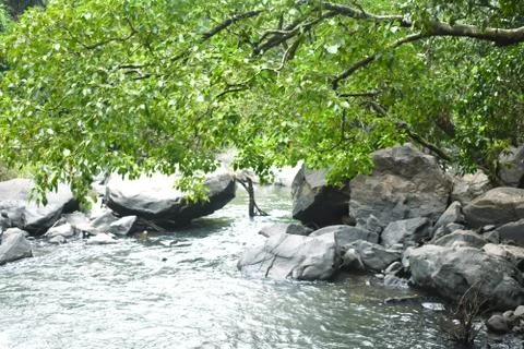 A tree touching the water of a river Stock Photos