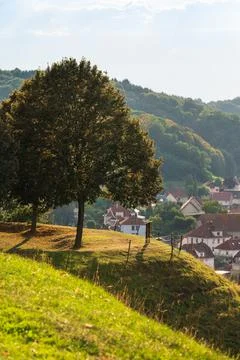 Tree at touristic view point Stock Photos