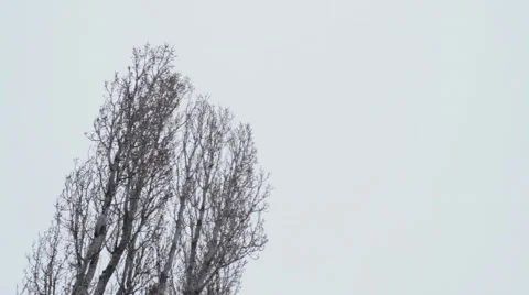 Tree Towards Sky_Graded 스톡 동영상 41511401