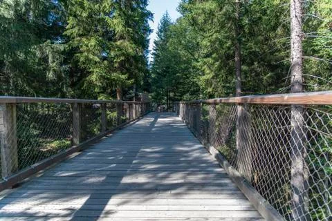 Tree tower, Tree Top Walk, Bavarian Forest National Park, Neuschnau, Bavaria, Stock Photos
