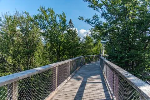 Tree tower, Tree Top Walk, Bavarian Forest National Park, Neuschnau, Bavaria, Foto stock