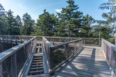 Tree tower, Tree Top Walk, Bavarian Forest National Park, Neuschnau, Bavaria, Stock Photos