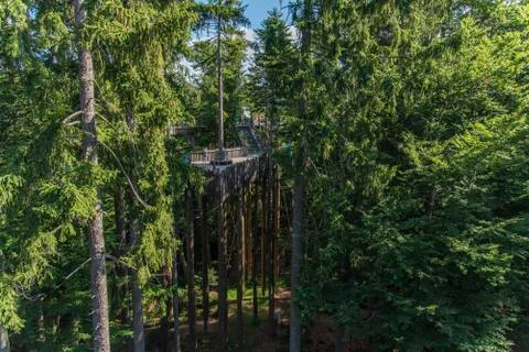 Tree tower, Tree Top Walk, Bavarian Forest National Park, Neuschnau, Bavaria, Stock Photos