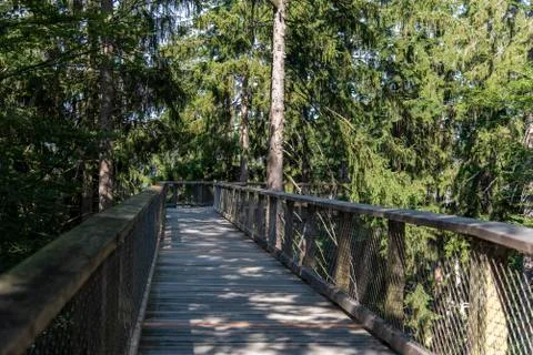 Tree tower, Tree Top Walk, Bavarian Forest National Park, Neuschnau, Bavaria, Stock Photos