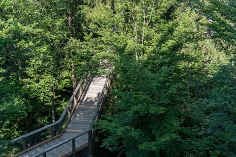 Tree tower, Tree Top Walk, Bavarian Forest National Park, Neuschnau, Bavaria, Stock Photos