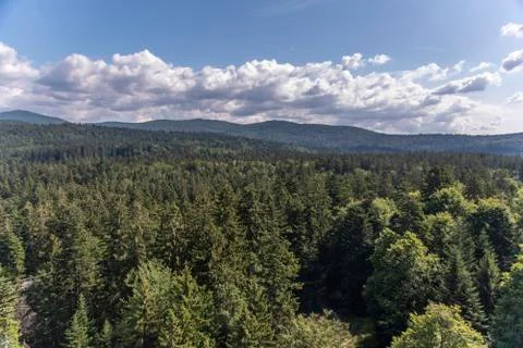 Tree tower, Tree Top Walk, Bavarian Forest National Park, Neuschnau, Bavaria, Stock Photos