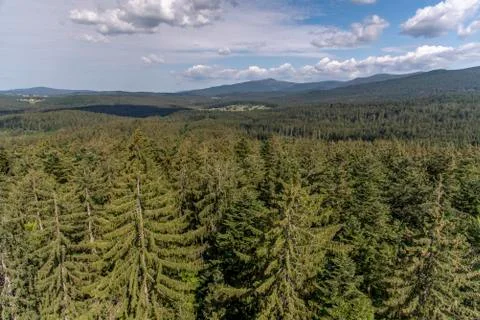 Tree tower, Tree Top Walk, Bavarian Forest National Park, Neuschnau, Bavaria, Stock Photos