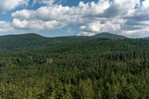 Tree tower, Tree Top Walk, Bavarian Forest National Park, Neuschnau, Bavaria, Stock Photos
